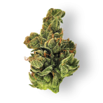 Dogwalker OG Marijuana Strain For Sale In Europe Online