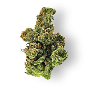 Dogwalker OG Marijuana Strain For Sale In Europe Online
