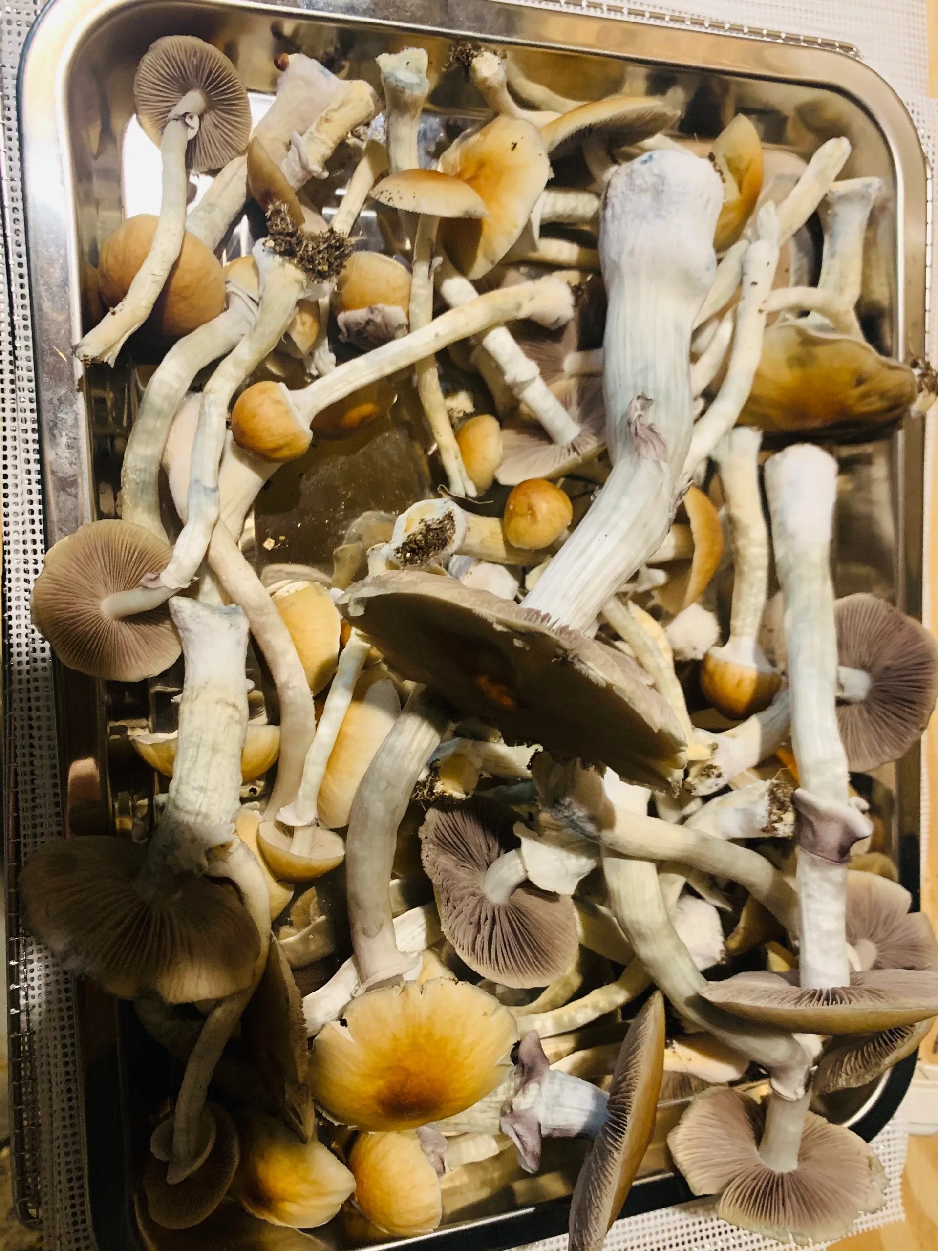 Golden Teacher Magic Mushrooms Golden-Teacher-Magic-Mushrooms-1.jpeg